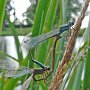 blue tailed damsel pair (infusca-obsoleta)